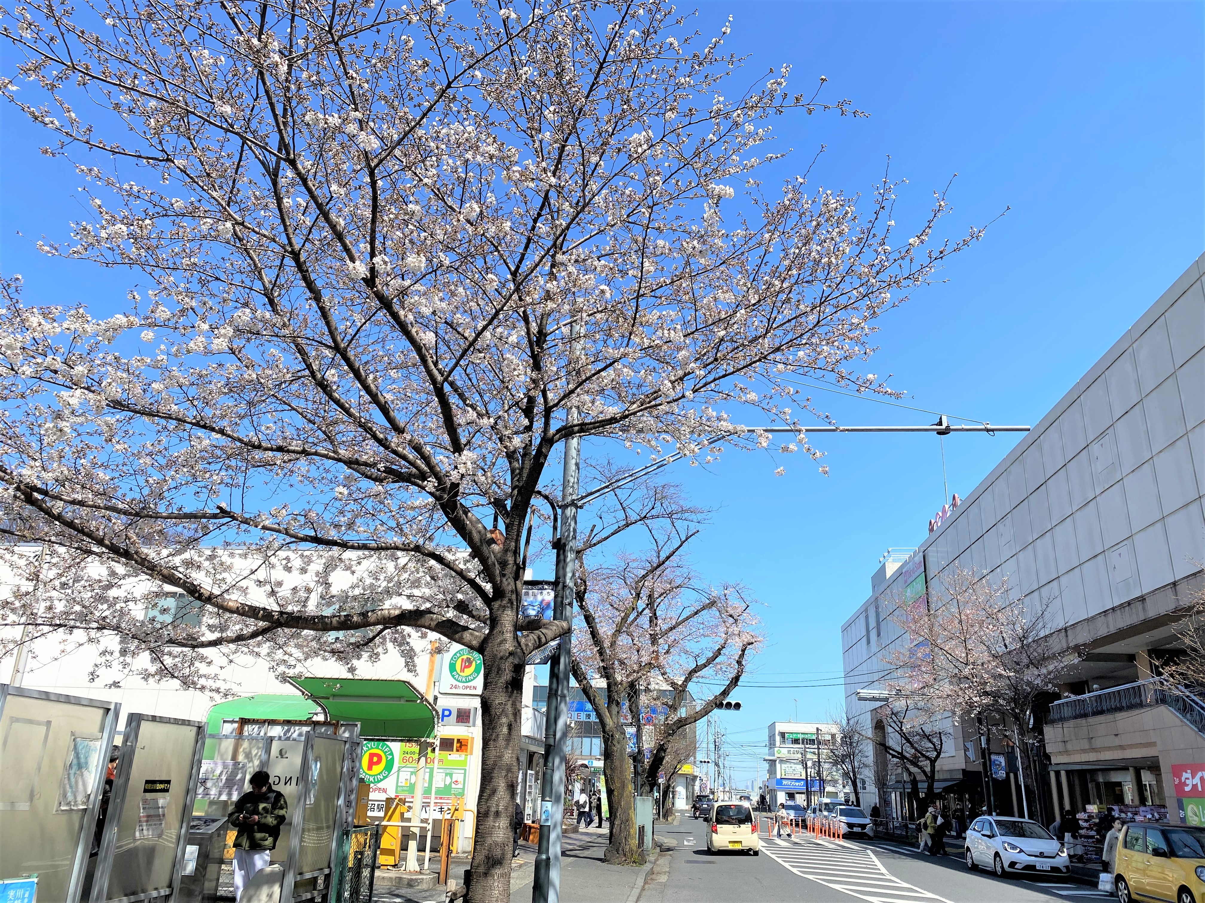 鷺沼駅前の桜状況