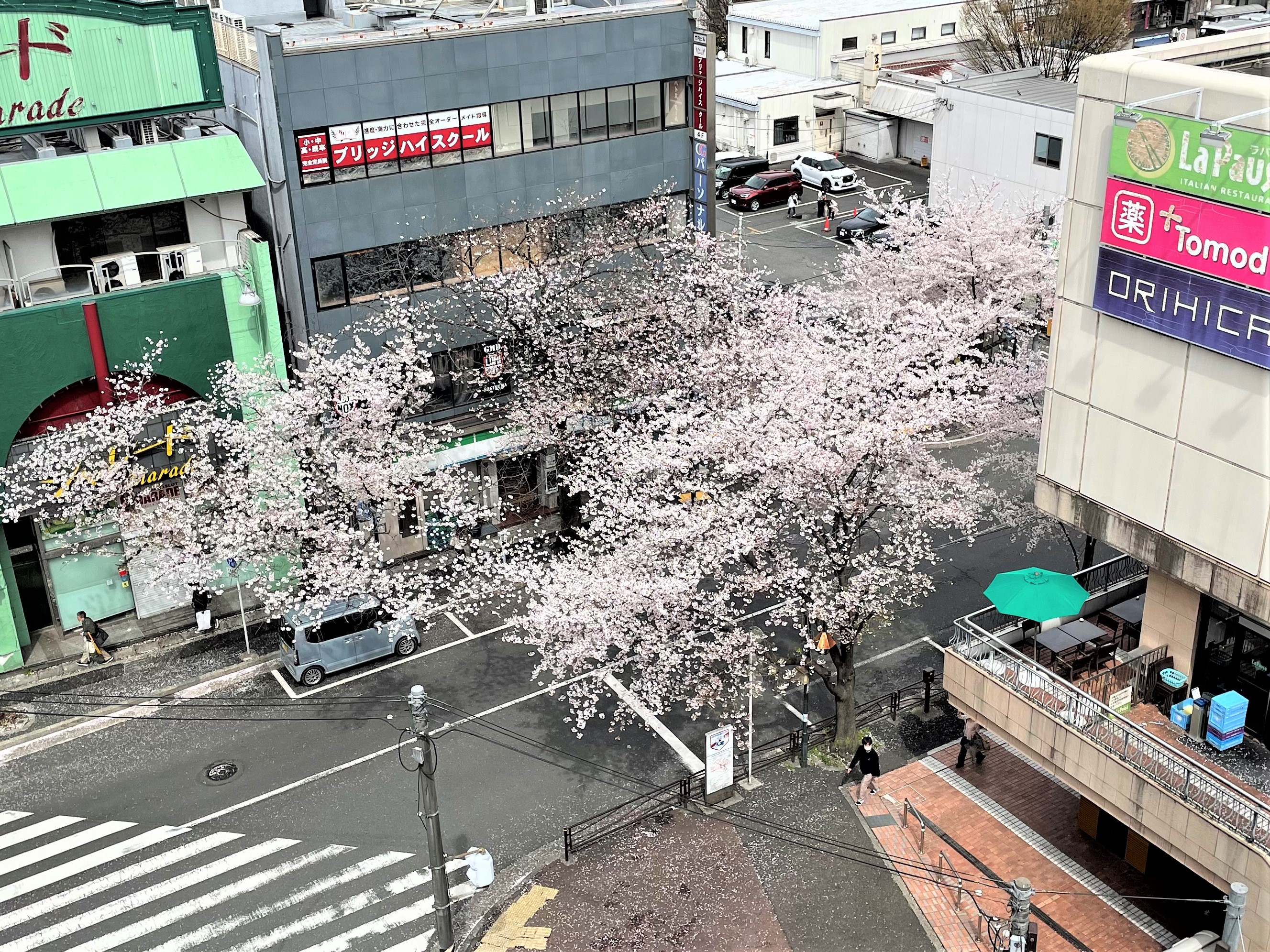 鷺沼駅前の桜