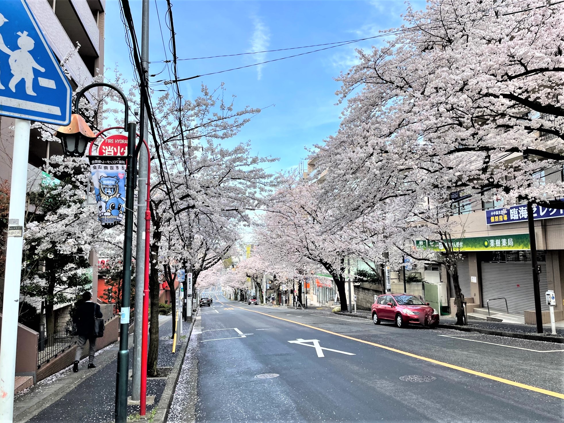 鷺沼駅前の桜