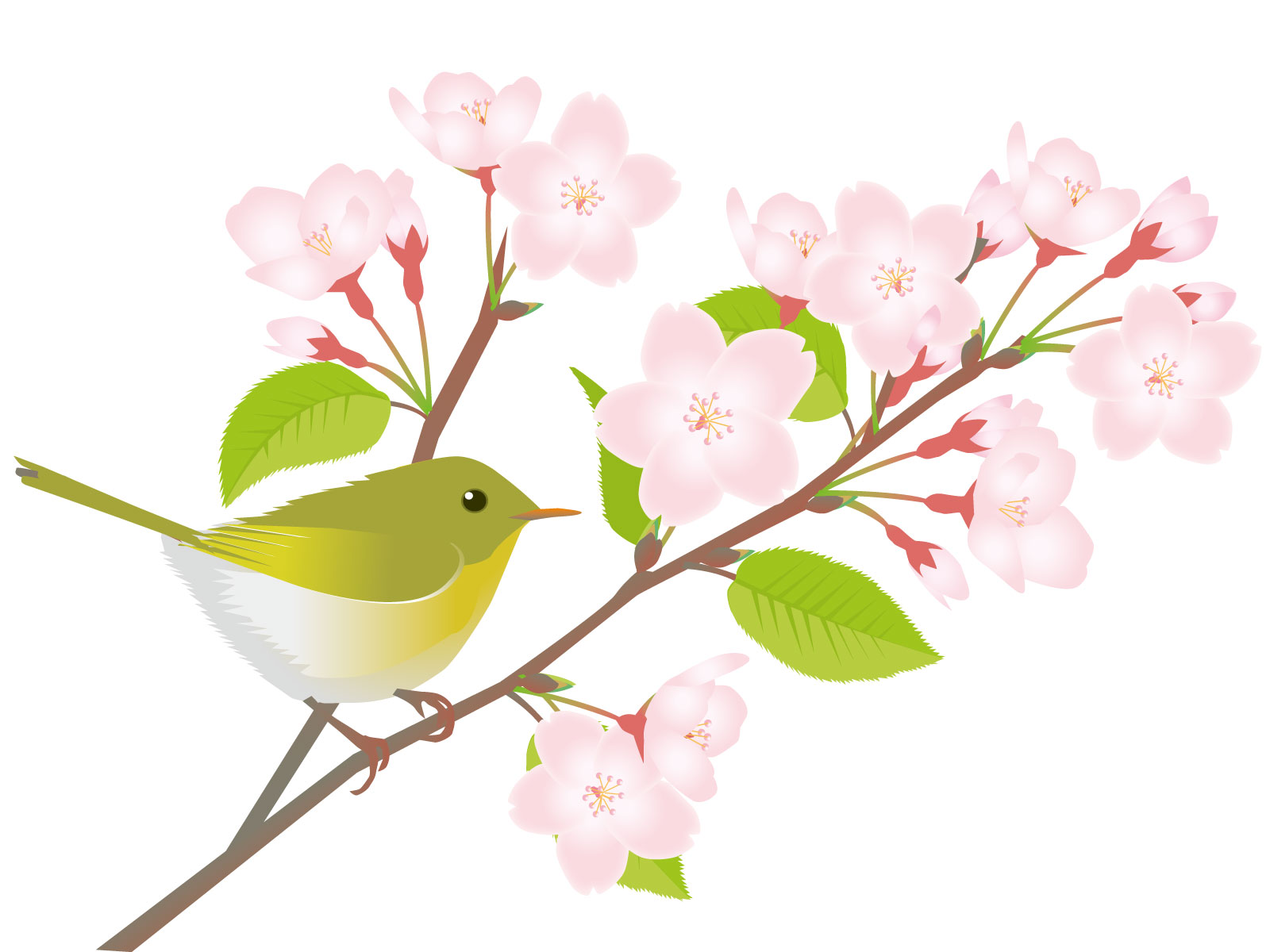 ウグイス　春告鳥　春